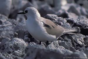 Grey Noddy