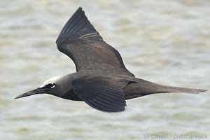 Black Noddy