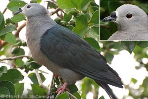 Pacific Pigeon