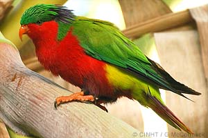 Rimatara Lorikeet
