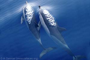 Common Dolphin