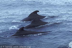 Short-finned Pilot-whale