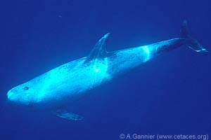 Risso's Dolphin