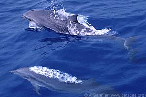 Fraser's Dolphin