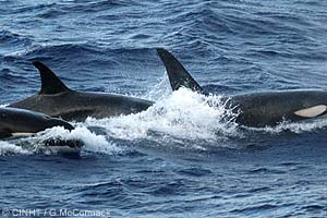 Orca
