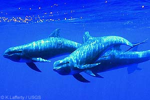 Melon-headed Whale