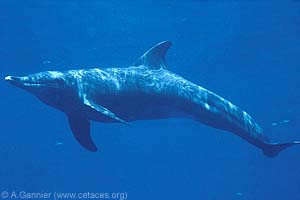 Rough-toothed Dolphin