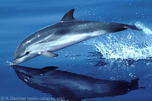 Striped Dolphin