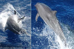 Bottlenose Dolphin
