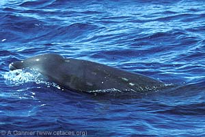 Cuvier's Beaked-whale