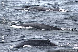 Blue Whale