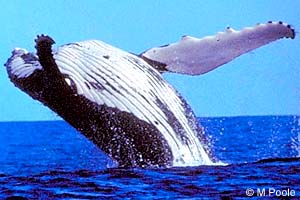 Humpback Whale
